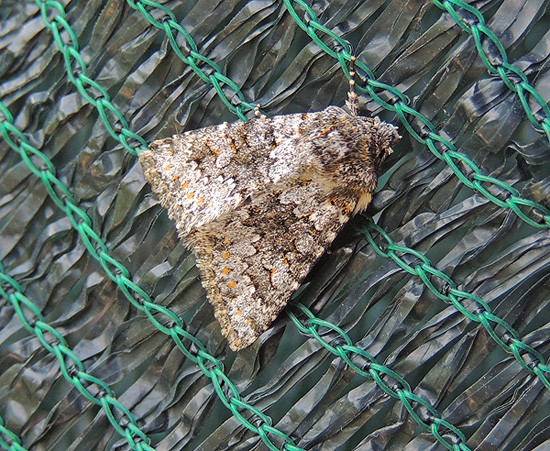 Hecatera dysodea Noctuidae